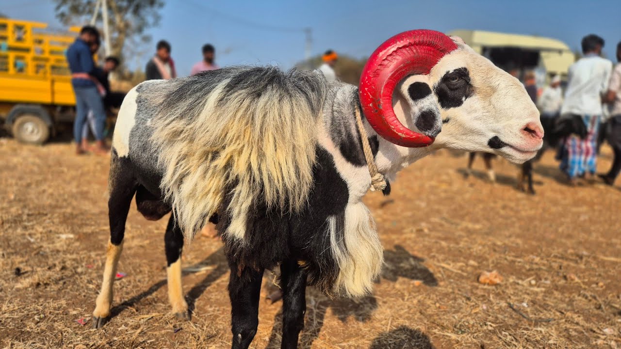 Duggawati sheep and goats market update Every Saturday morning bazar Karnataka India