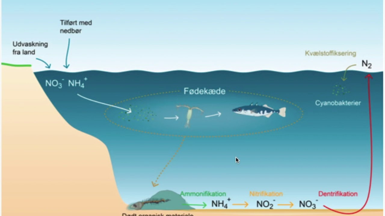 Kv&aelig;lstof og fosforkredsl&oslash;bet
