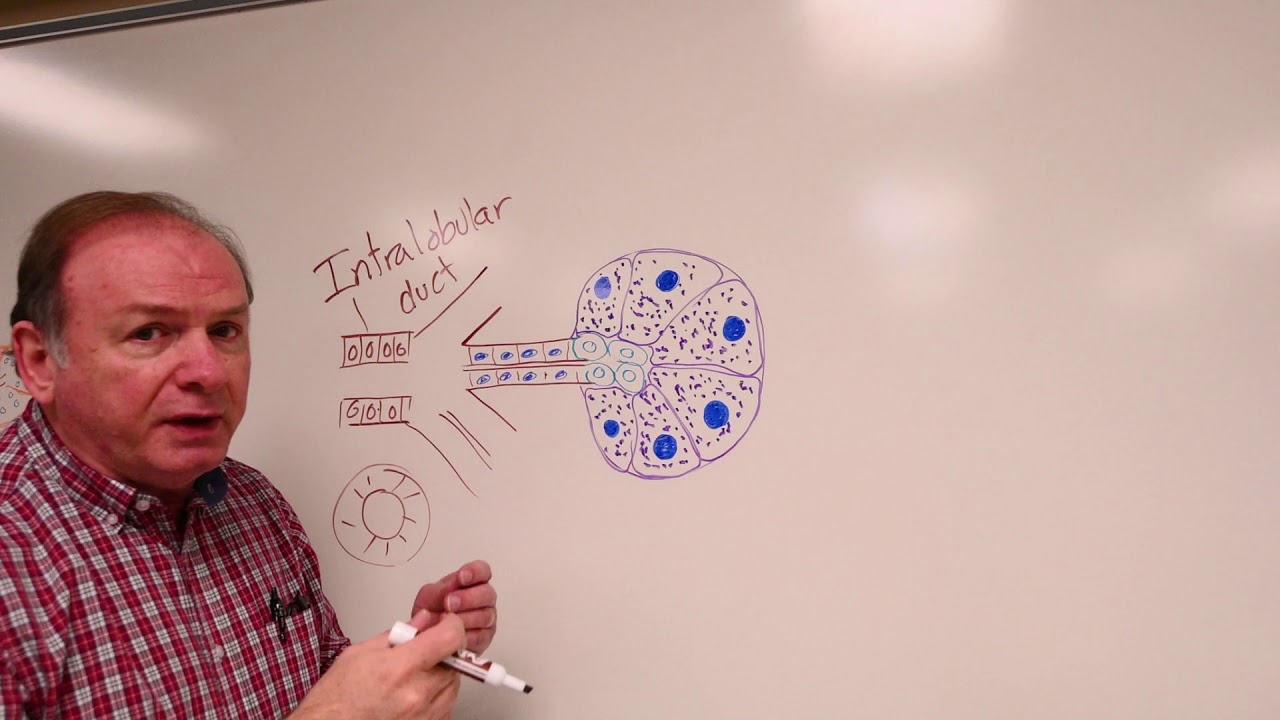 Histology Pancreas Lab 2020