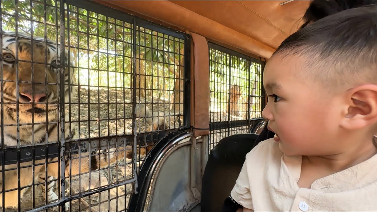 When Ino and Eli got face to face with a Tiger at Zoobic Safari 🐯🐅