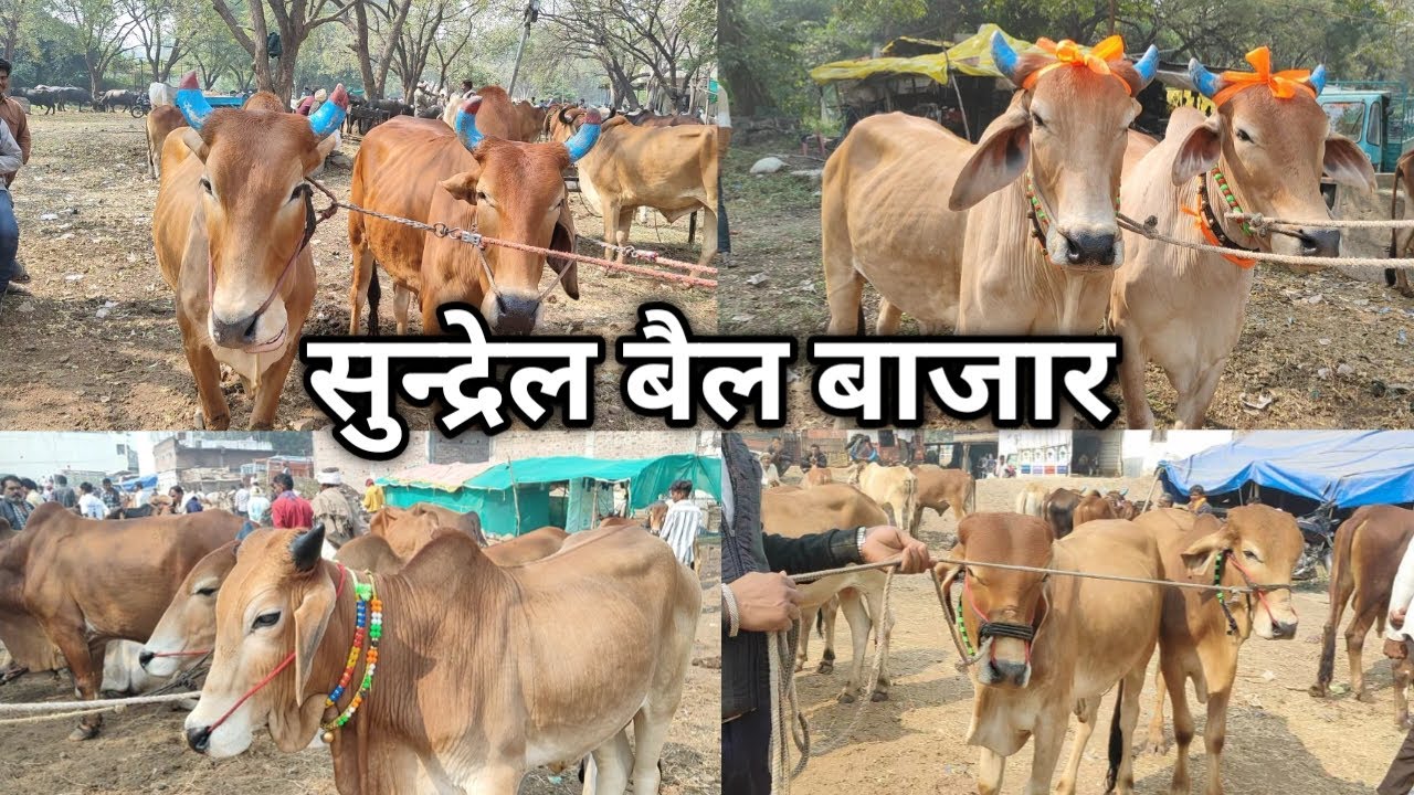 👍#सुन्द्रेल_बैल_बाजार की सुन्दर #बैल_जोड़ियां || Sundrel Bel Bajar || बैलजोड़ी वीडियो #सुन्द्रेल 👌