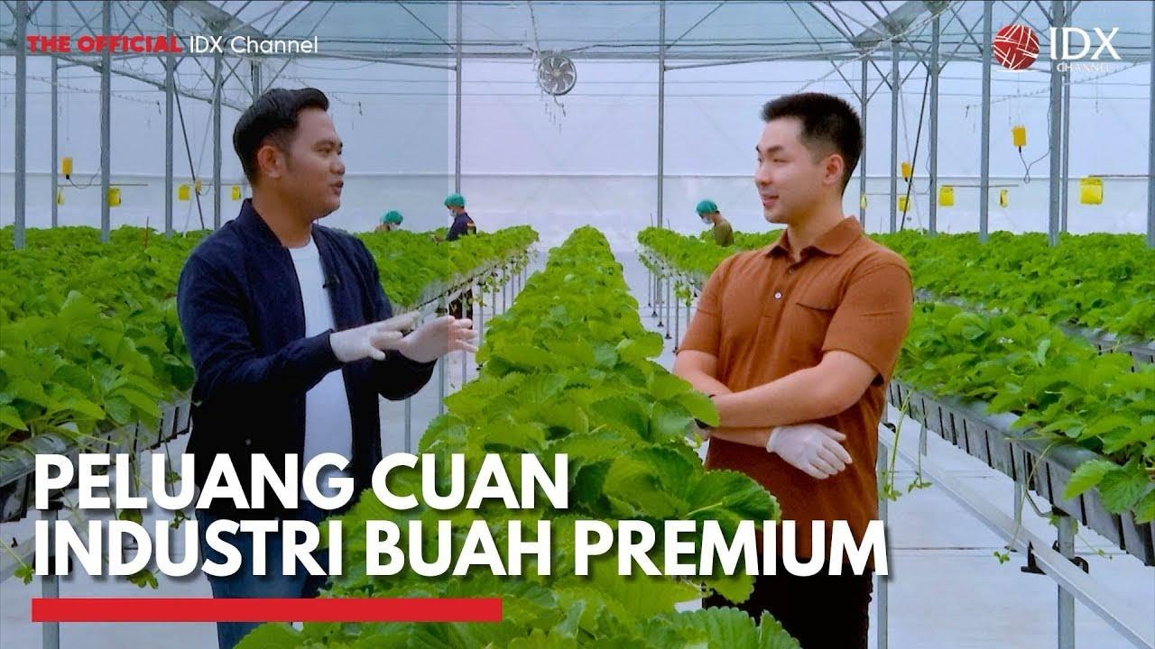 Peluang Cuan Industri Buah Premium HYOSHII FARM - IDX CHANNEL