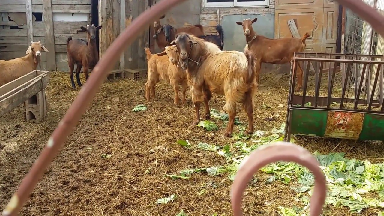 ΒΛΕΠΩ ΚΑΙ ΜΑΘΑΙΝΩ ΤΑ ΟΙΚΟΣΙΤΑ ΠΤΗΝΑ ΚΑΙ ΖΩΑ ΤΗΣ ΕΛΛΑΔΟΣ ΜΑΣ