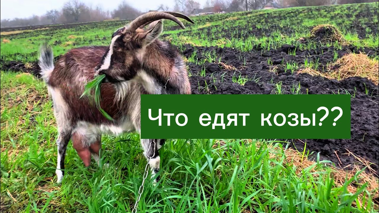 Что едят козы?