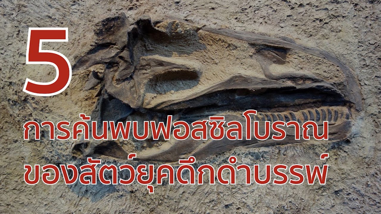 5 การค้นพบฟอสซิลโบราณของสัตว์ยุคดึกดำบรรพ์