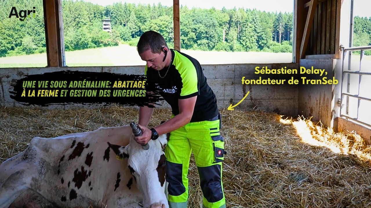 Transport de B&Eacute;TAIL et ABATTAGE &agrave; la FERME, reportage avec S&eacute;bastien Delay