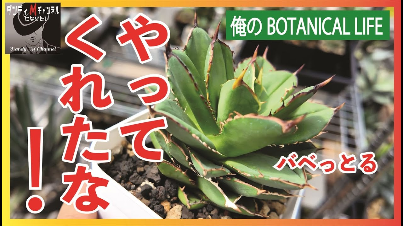 やってくれたな！アガベ購入でヤクオク・メルカリで騙された株　バナナピール・剣竜（タワーオブバベル）・ブラックファイヤー・夕映などにはご注意を　そしてまだいやがったピーコッキー