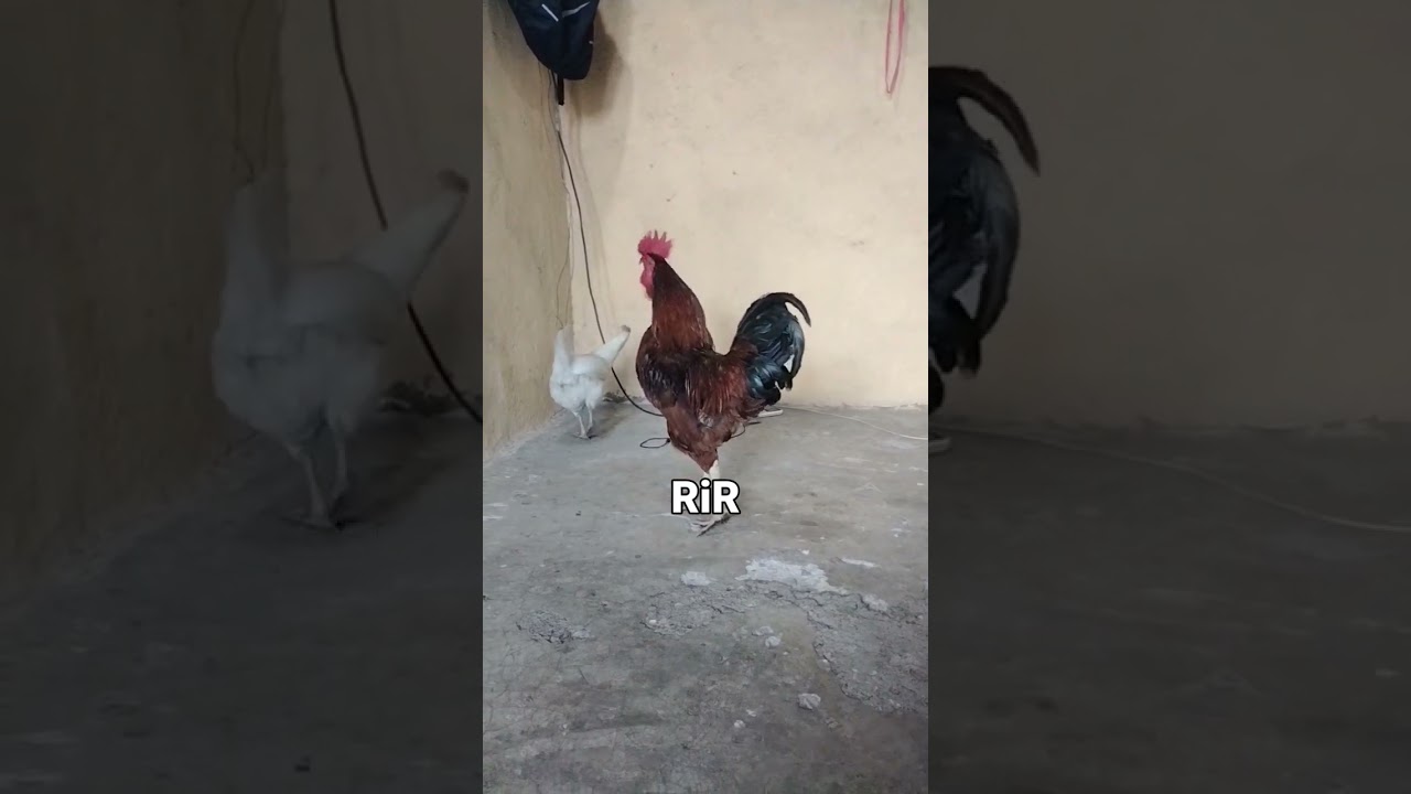 R.I.R murga #chicken #indiananimals #attitude