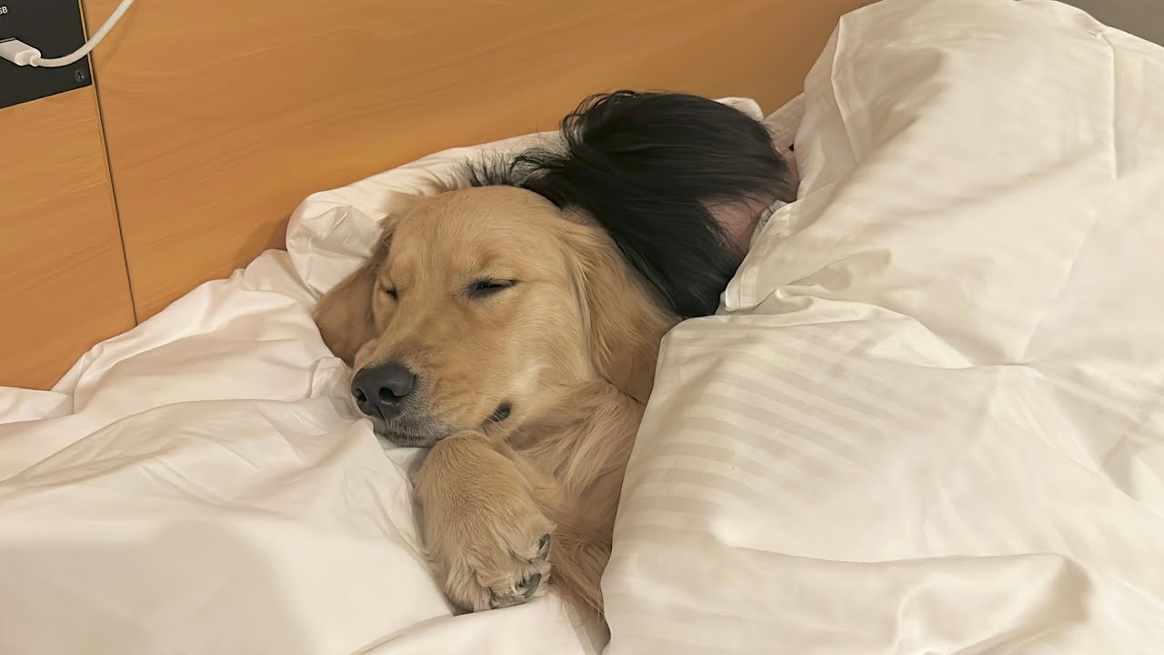 人間のようにベッドに潜り込むゴールデンレトリバーとベッドの端に追いやられる飼い主