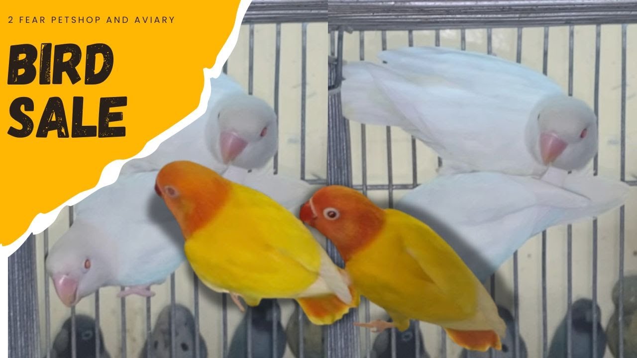 EP 63: BIRD SALE | 2 FEAR PETSHOP & AVIARY