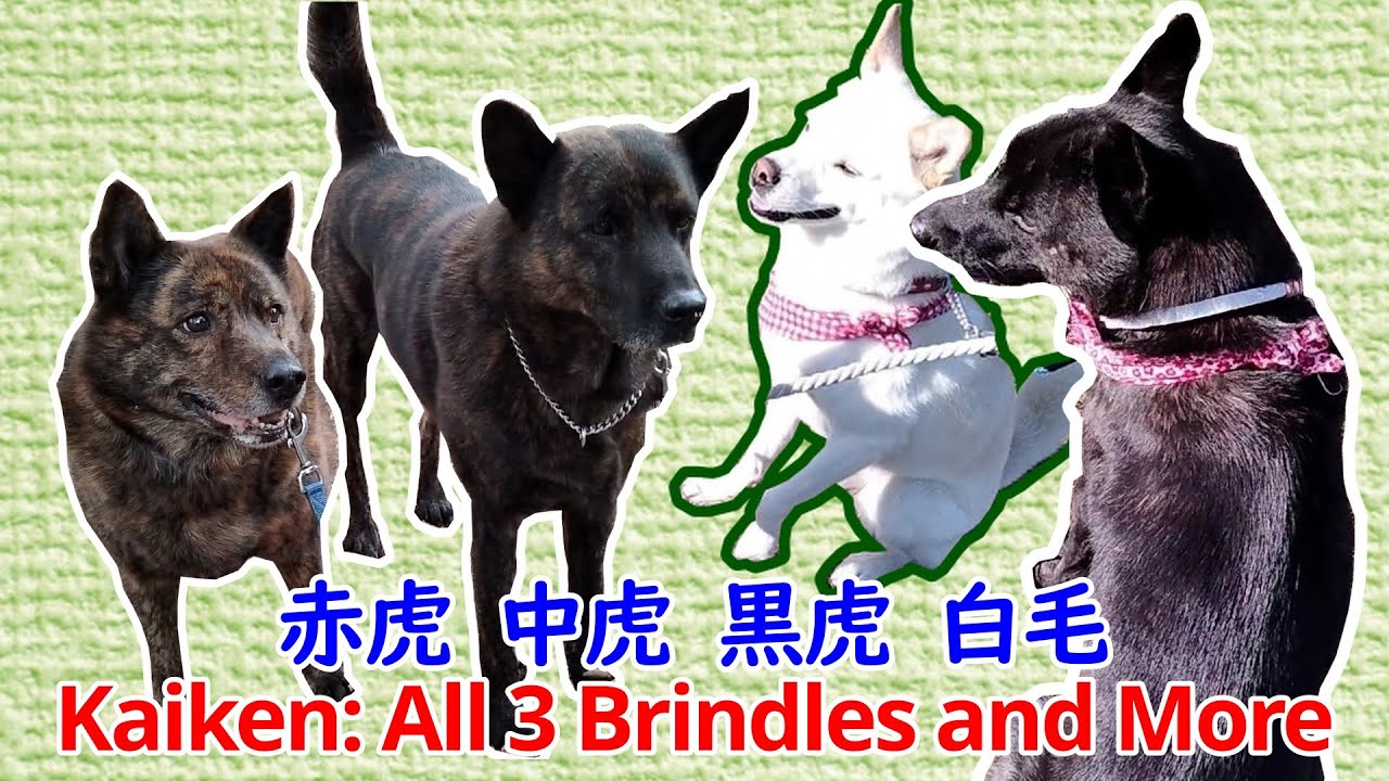 Kaiken: All 3 Types of Brindles and More  甲斐犬：赤虎、中虎、黒虎、白毛