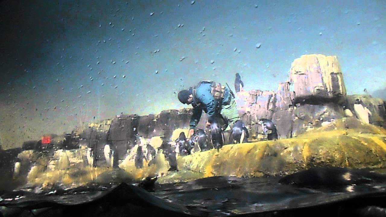 Penguins Feeding (Central Park Zoo)