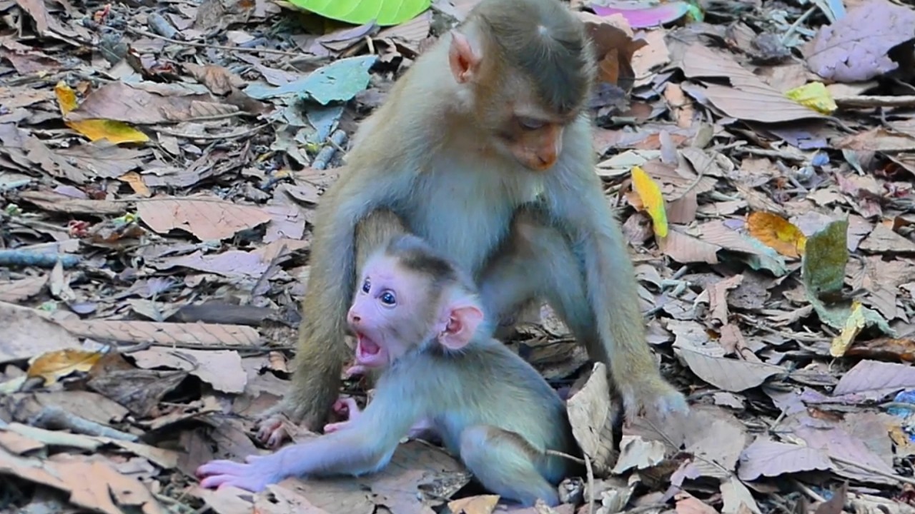 Baby Levy & Sister RB, Lily Shocked When saw Mom Bites Brother Leo | Unexpected Monkey Family Scene