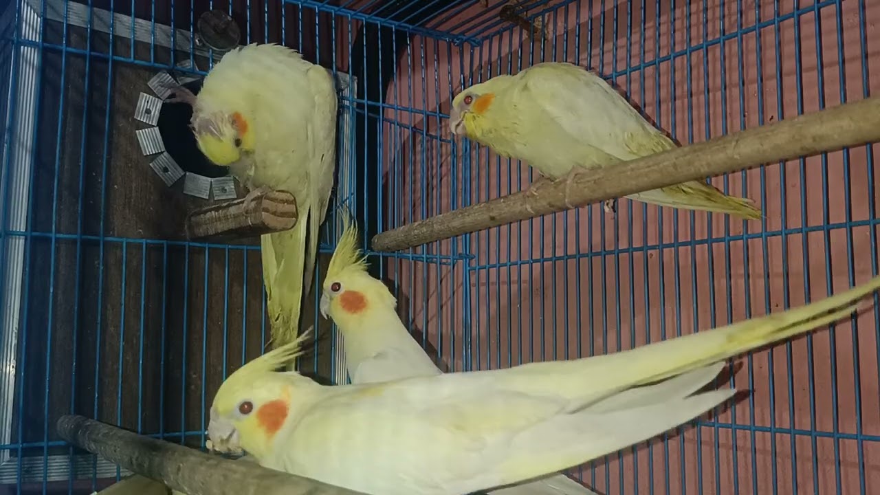 How I Take Care of My Cockatiel | Full Day Routine | Long Video