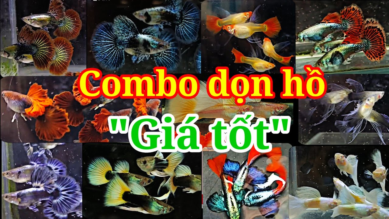 Guppy cá 7 màu #164: Combo dọn hồ gia tốt, thủy sinh tách bầy tập nuôi 