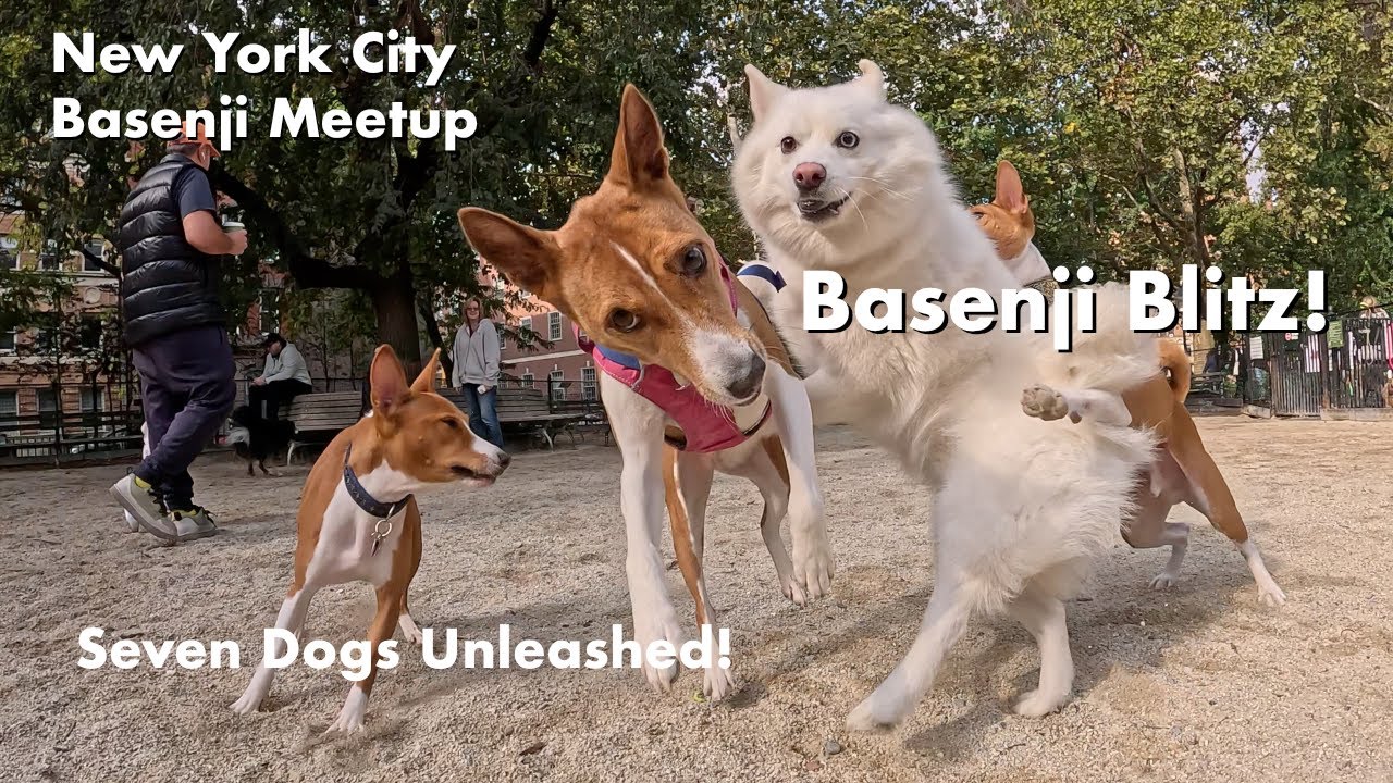 Basenji Blitz! 🐾 7 Barkless Dogs Take Over Washington Square Park