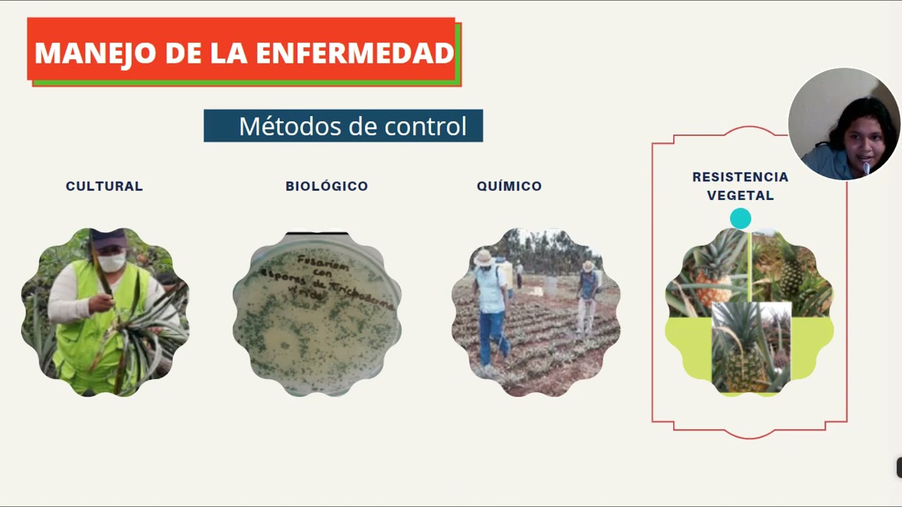 MÉTODOS PARA EL CONTROL DE LA FUSARIOSIS EN PIÑA