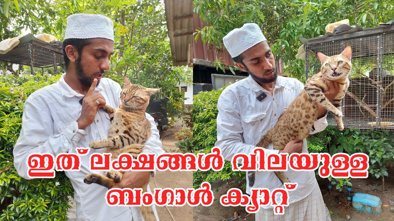 ഇത് ലക്ഷങ്ങൾ വിലവരുന്ന ബംഗാൾ ക്യാറ്റ്! |ബംഗാൾ പൂച്ച പുലി  |Bengal Cat malayalam