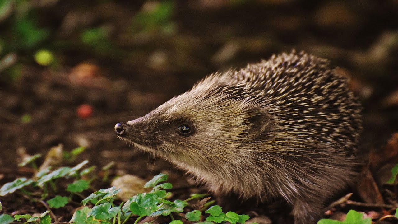 Dingen Die JIJ Nog Niet Wist Over De EGEL! - Juf in de Natuur