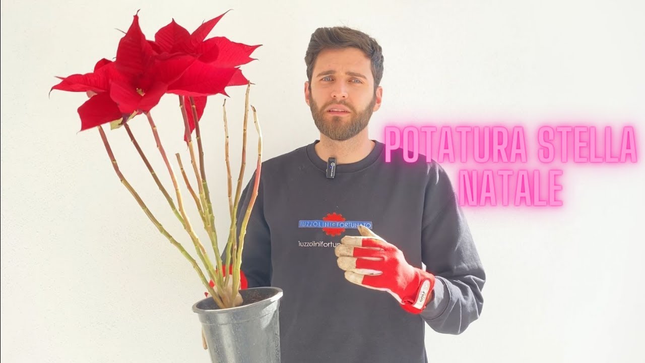 La POTATURA della STELLA DI NATALE! (Euphorbia pulcherrima)