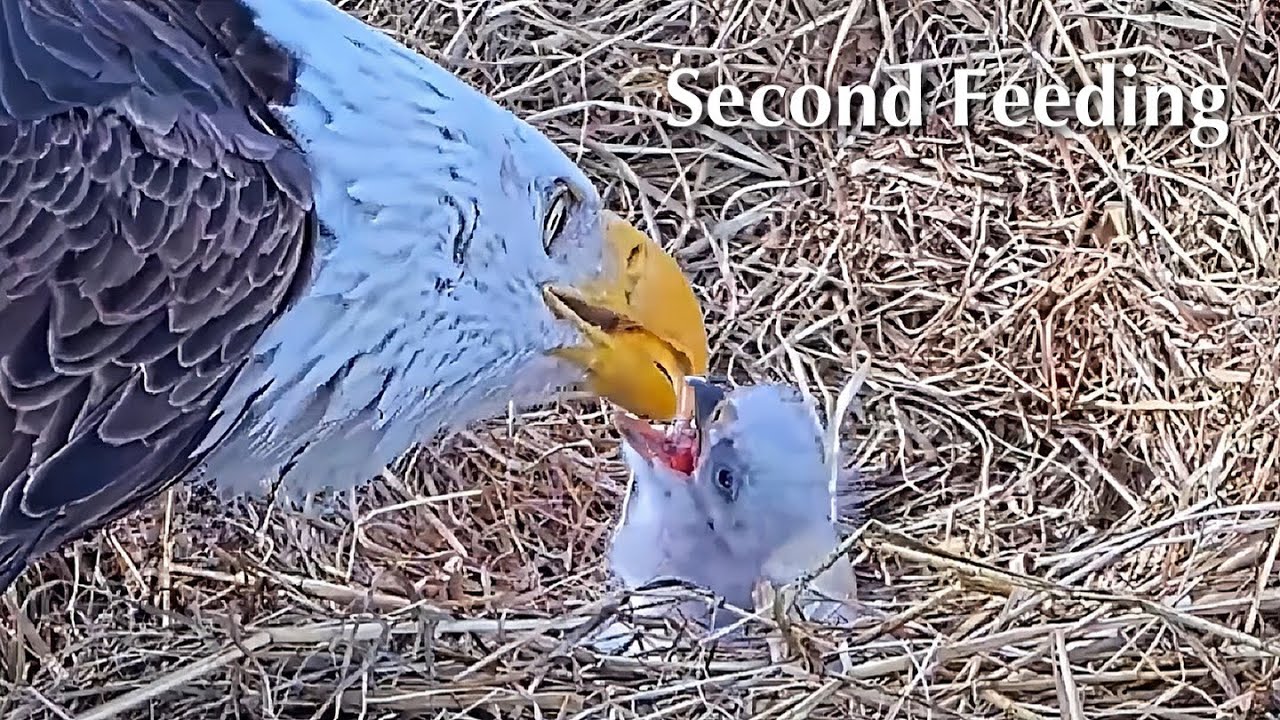 #3🦅BC28🐥0°&🥚／Bluff City Bald Eagle Nest 2026／Frances💗Franklin ／ETSU/BTES Eagle Cameras
