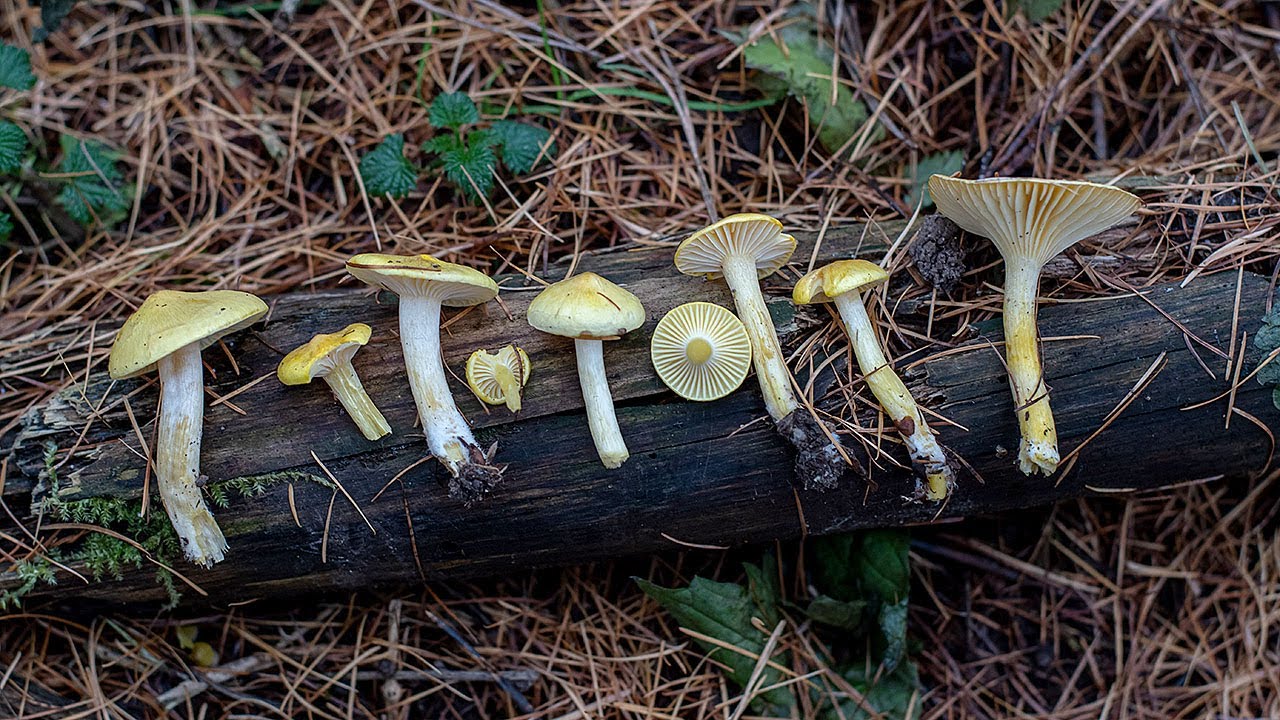 Wodnicha modrzewiowa (Hygrophorus lucorum) - poznajemy, a na koniec robimy pyszne grzanki