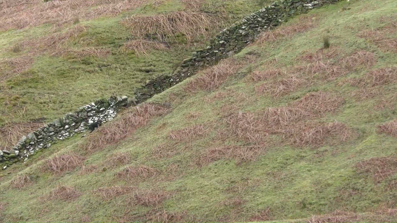 Gundog Training - Full retrieve with a Labrador