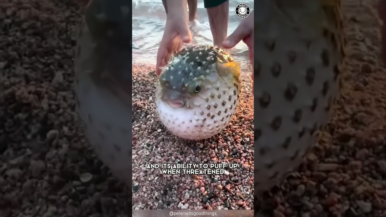 Рыба-собака 🐡 раздувается ради выживания!