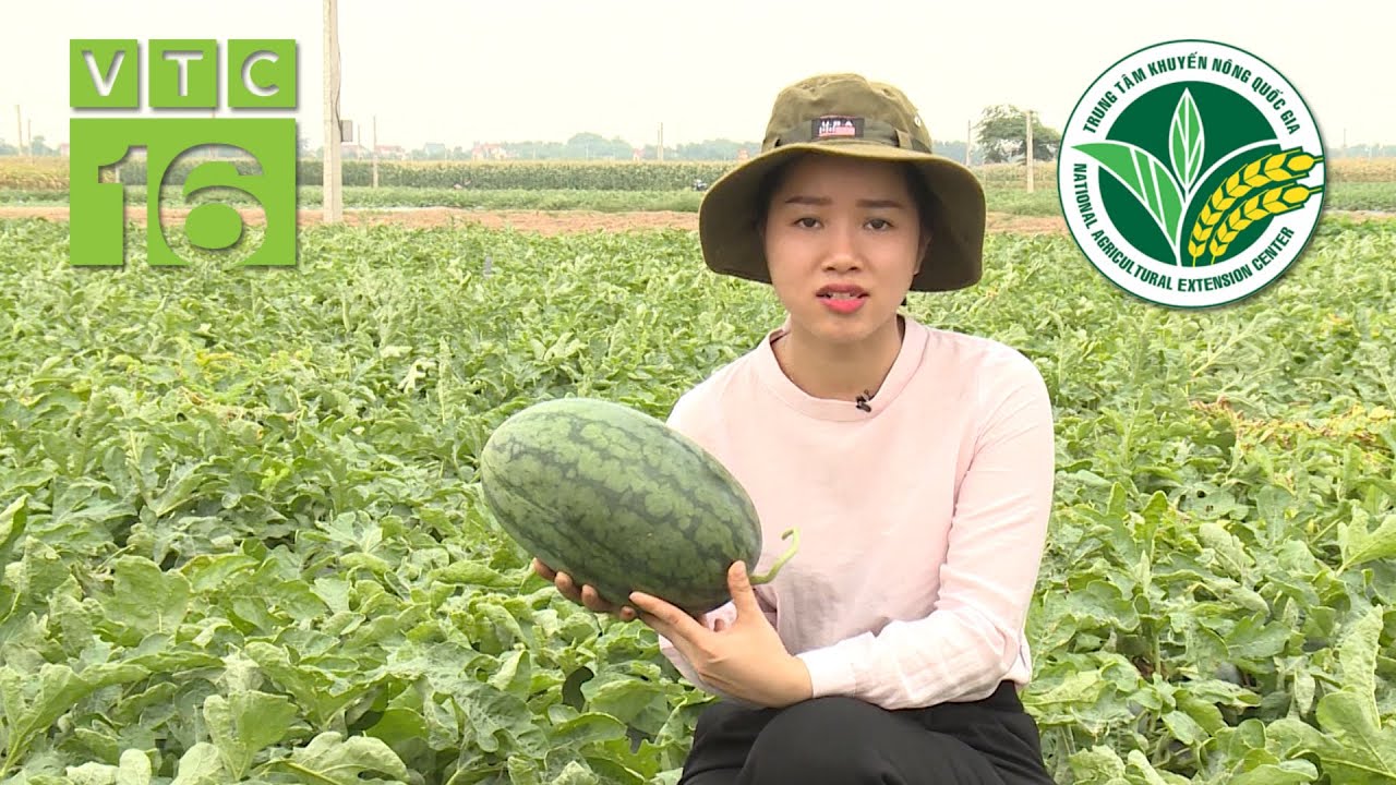 Trồng giống dưa hấu lai, quả to khổng lồ | VTC16
