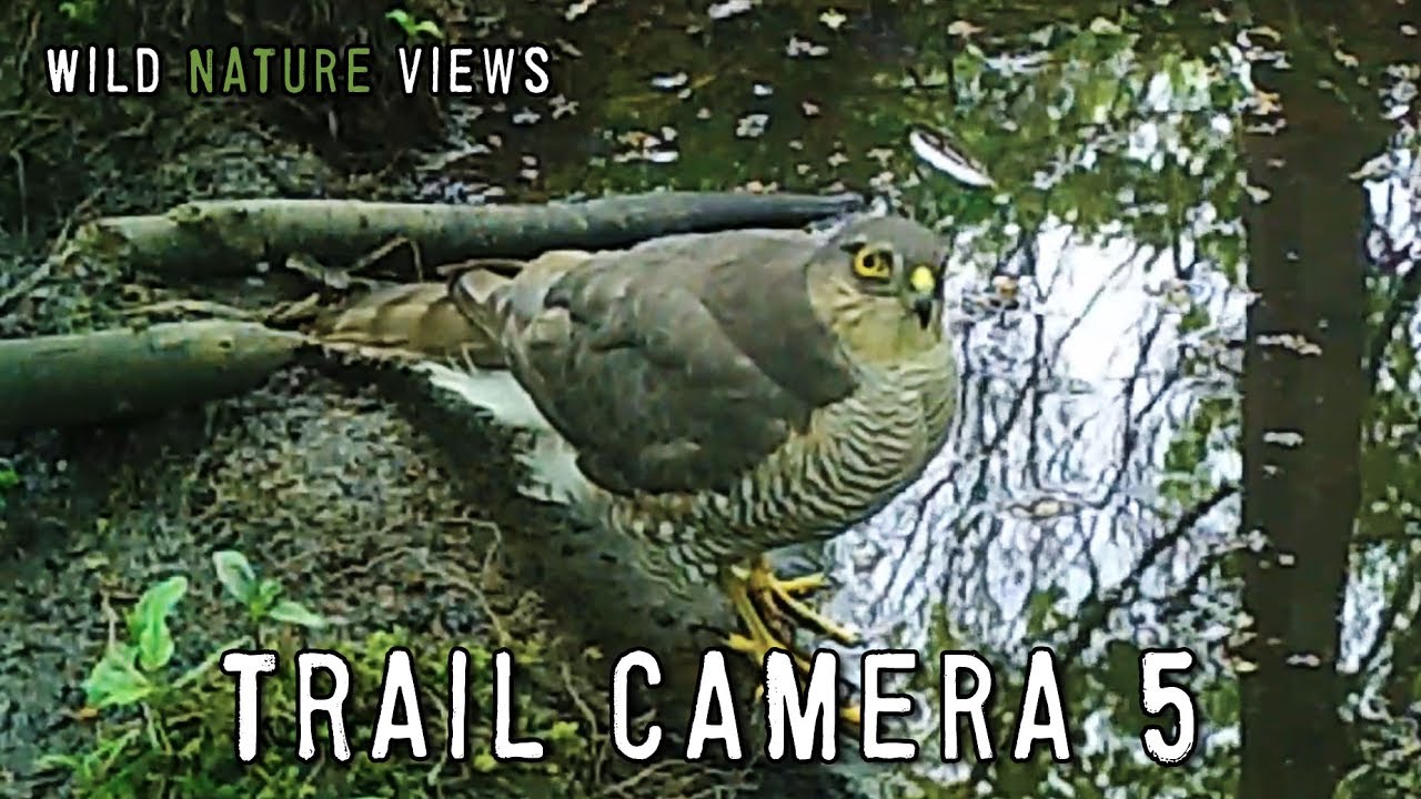 Wildlife on the Trail Camera 5