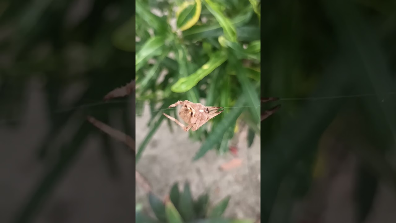Such a Beautiful and innocent spider