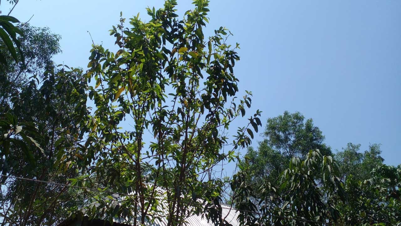 A Typical Farmers House in Bangladesh