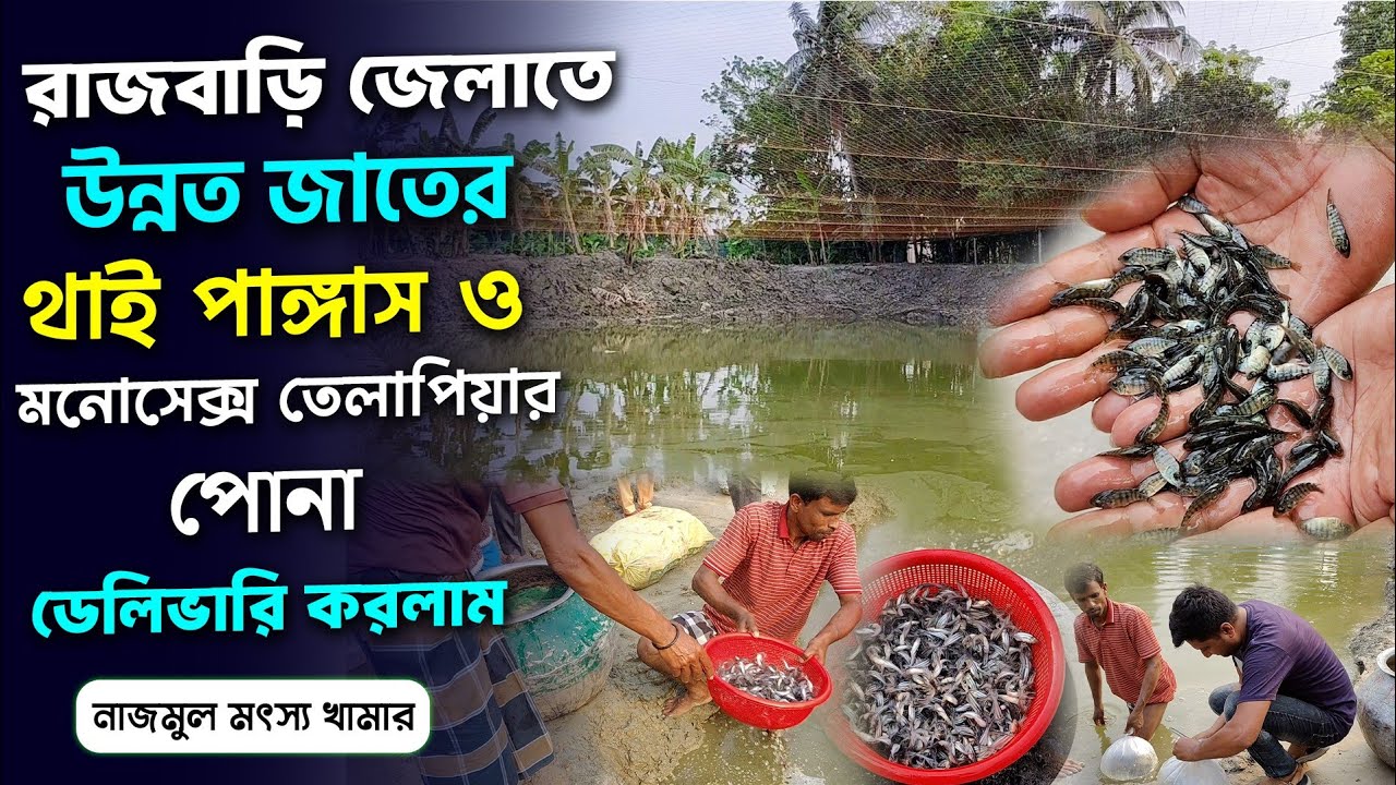 কম টাকায় কিনুন  অরজিনাল টাইগার মনোসেক্স তেলাপিয়া ও থাই পাঙ্গাস নাজমুল মৎস্য খামার থেকে।