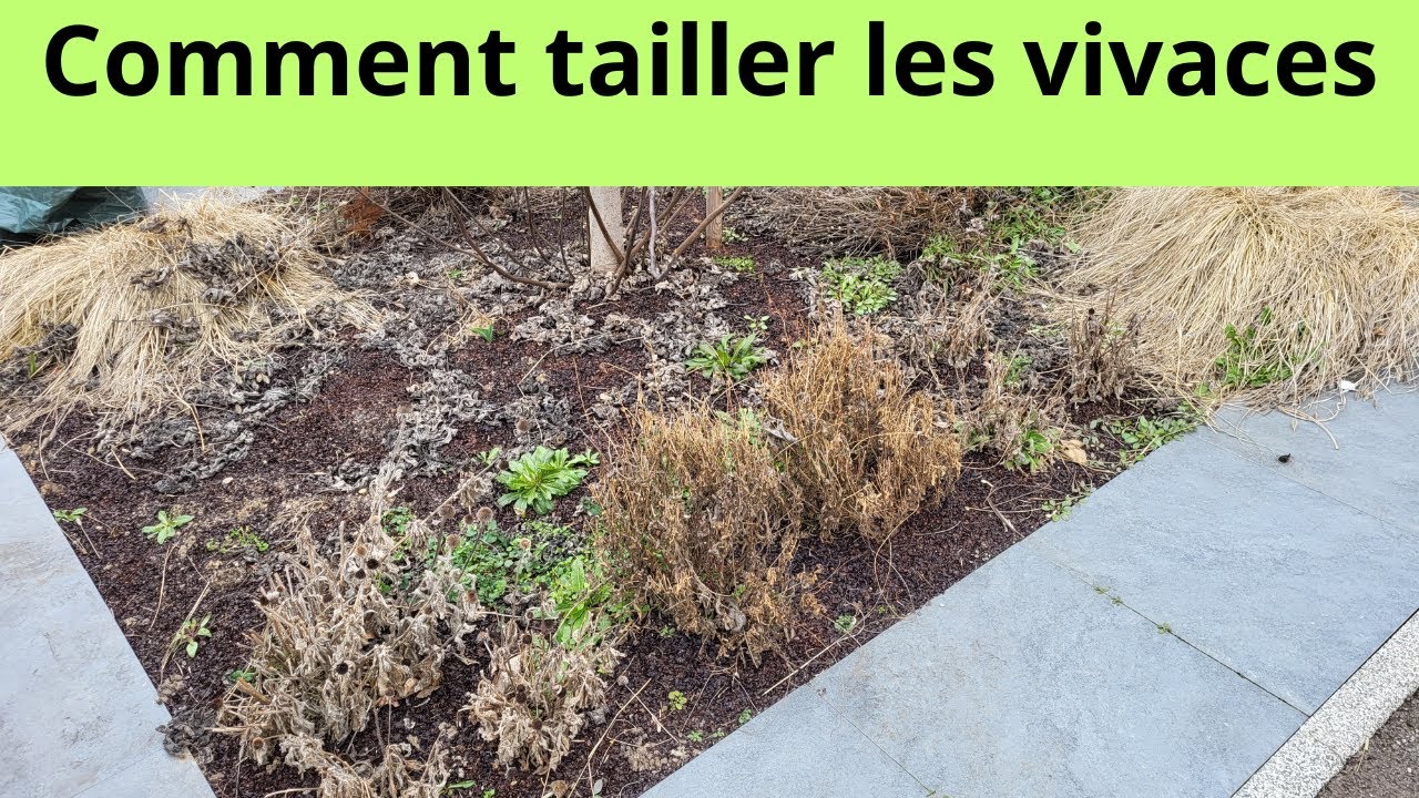 Comment tailler les vivaces