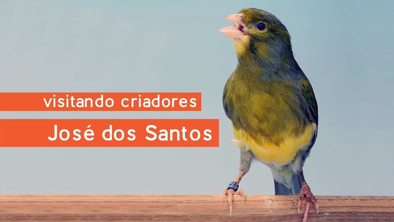Visitando Criadores - José dos Santos - Canários de Canto - Timbrado Espanhol