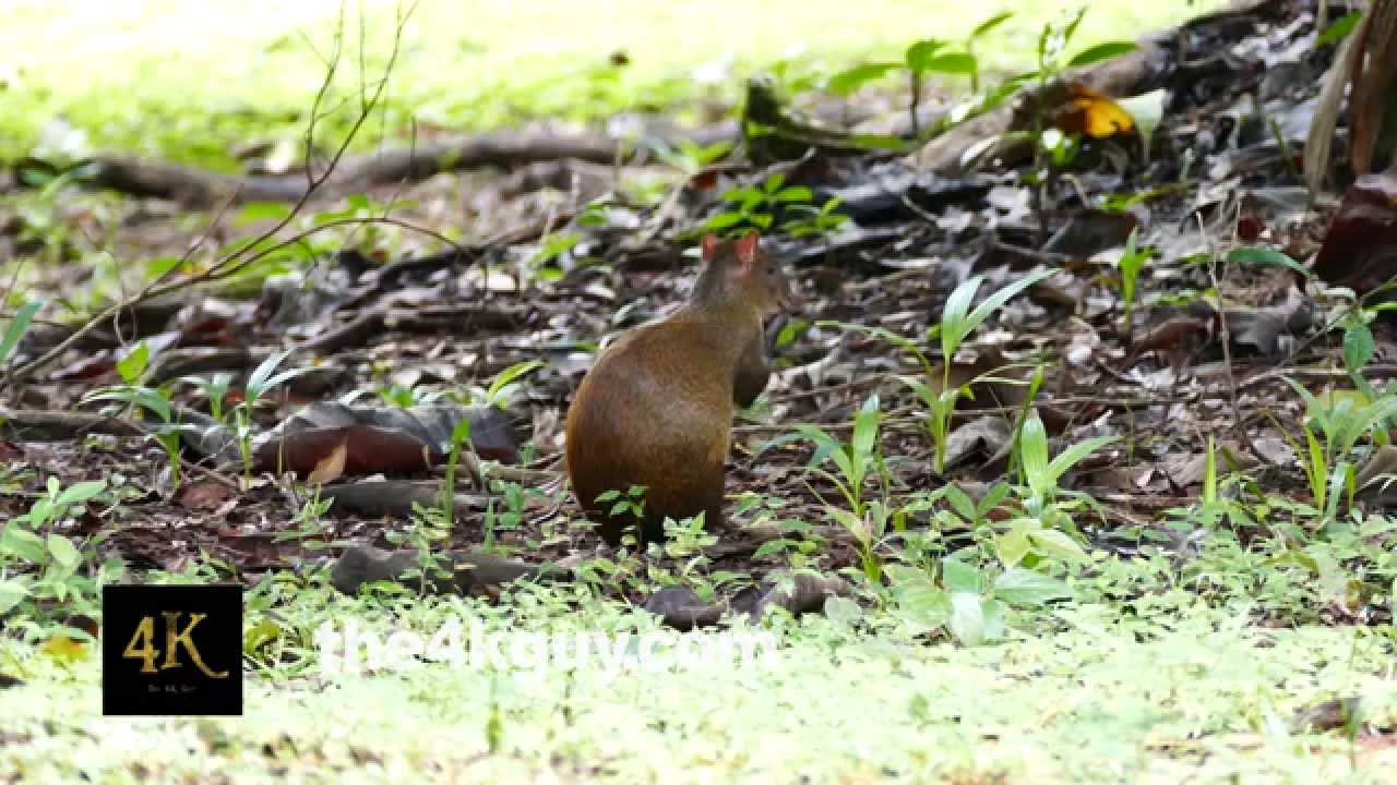 4K UHD - Central American Agouti (Dasyprocta Punctata) sitting on the ground and feeding on fruit