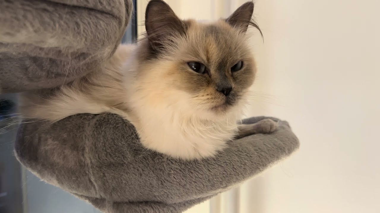 Loki & Ceku's Daily Life | 4K Cat Adventures | Day 26