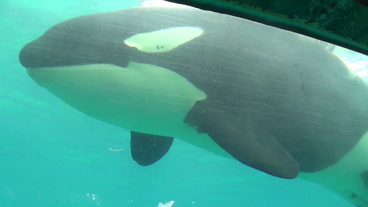 Kalia Up Close (April 2019)