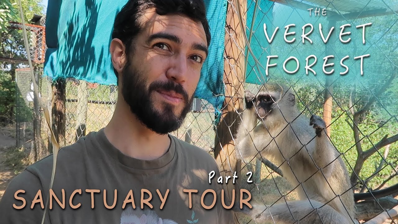 Vervet Monkey Rescue Center Tour Part 2 - Vervet Monkey Foundation - Vervet Forest