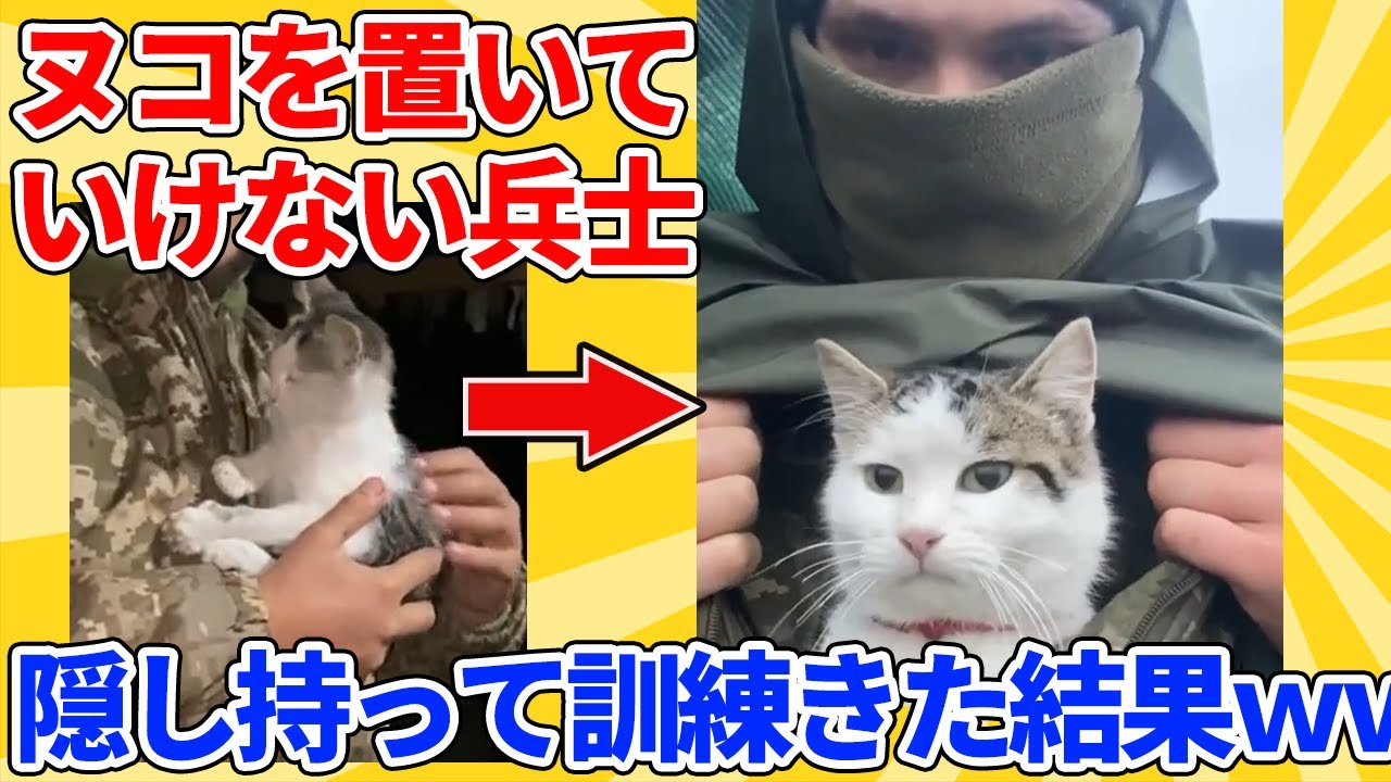 【2ch動物スレ総集編】甘えるヌコを置いていけない兵士→隠し持って訓練に連れていくｗｗｗｗｗ