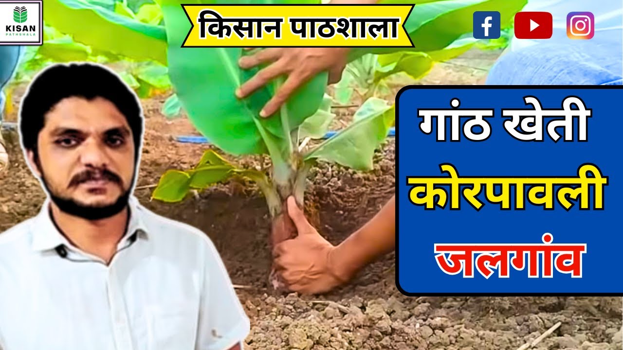 386 - MH गांठ खेती किसान पाठशाला कोरपावली जलगाव 7697438222 BALRAM KISAN Banana Farming केला खेत