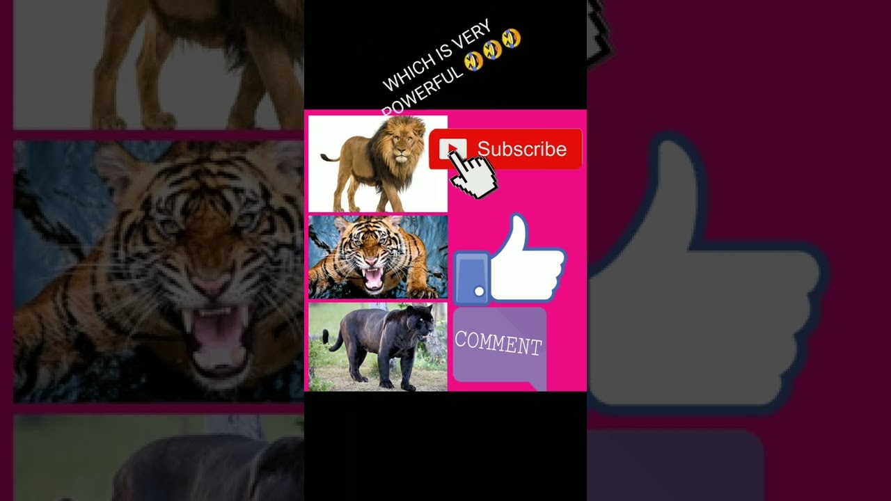 very Dangerous animals 🔥