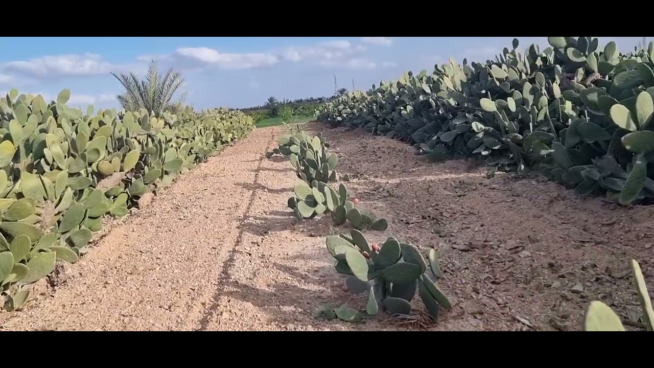 مقارنة بين التين الشوكى والزراعات الأخرى م رامى محمد ت 01007305821