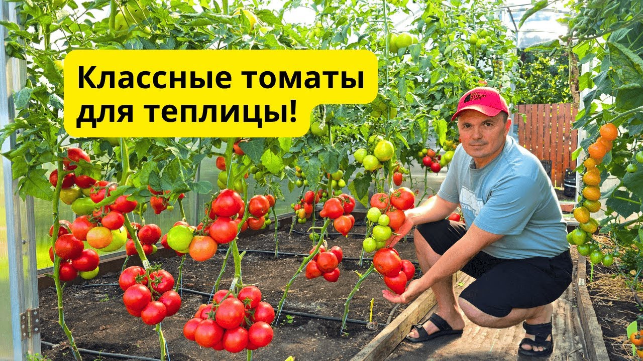 ТОП высокорослых томатов, которые стоит выращивать в теплице!