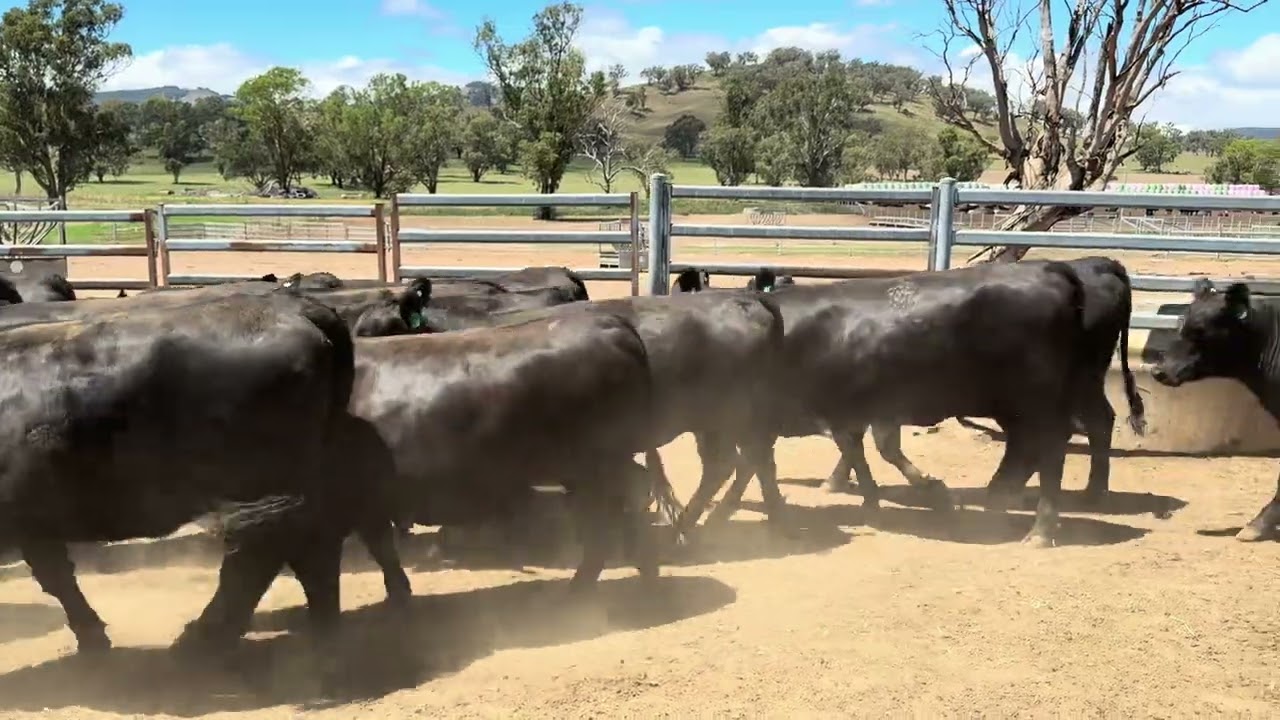 Powerhouse PTIC heifers 1