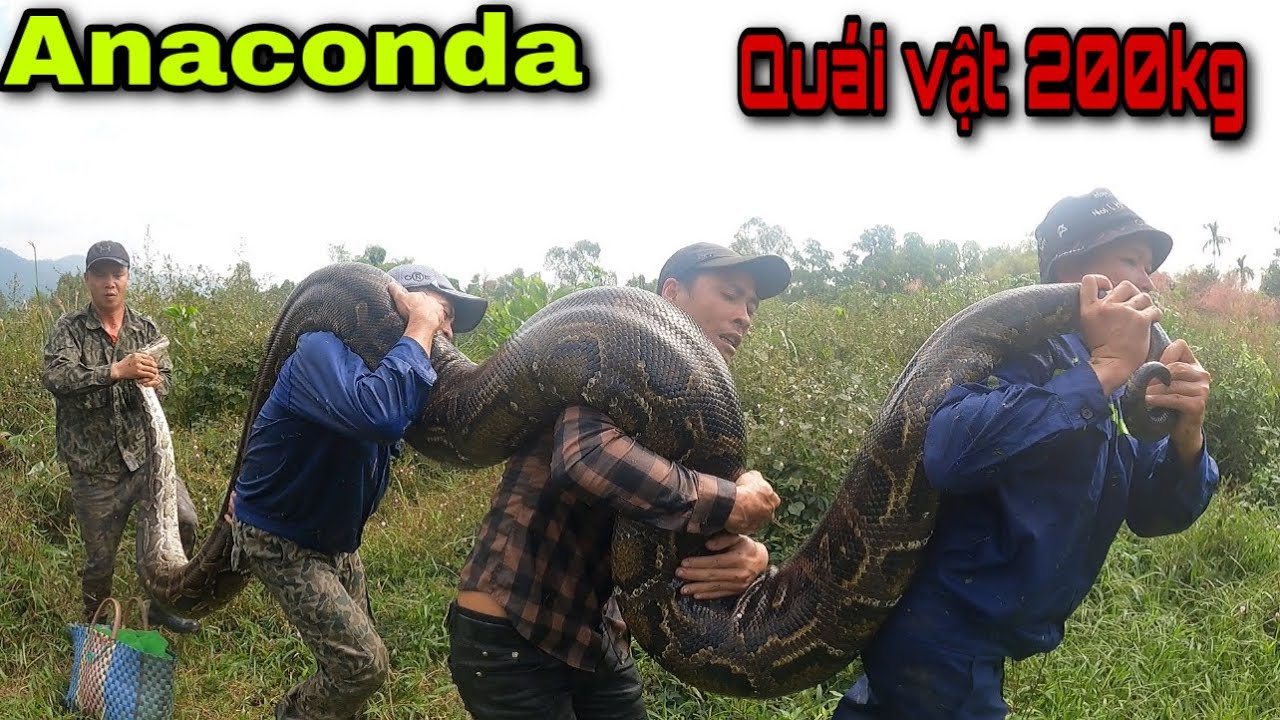 Cuộc Chiến Kinh Hoàng Với Quái Vật ANACONDA Khổng Lồ Dài 7m Nặng 200kg| khôi Tv
