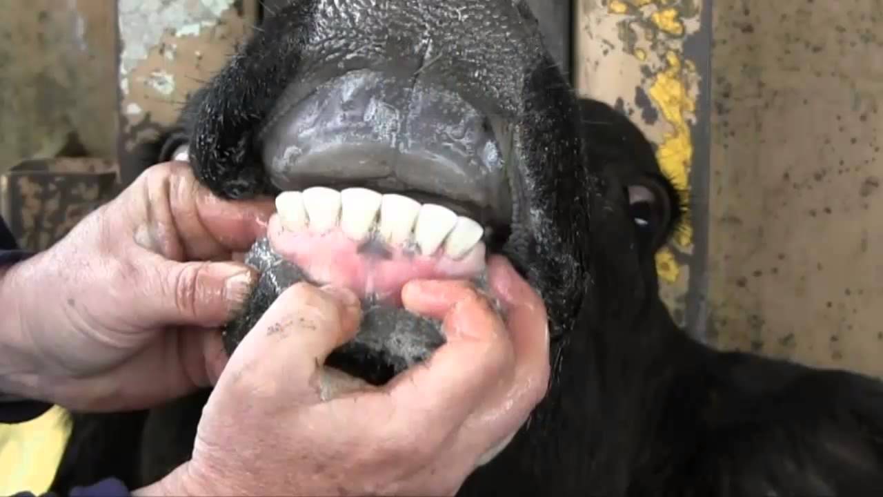 Estimating Cattle Age by Dentition