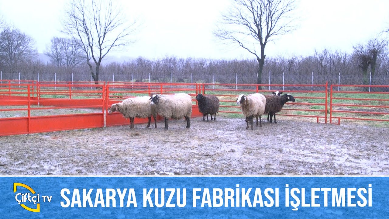 Kuzu Fabrikası İşletmesi - KUZU FABRİKASI