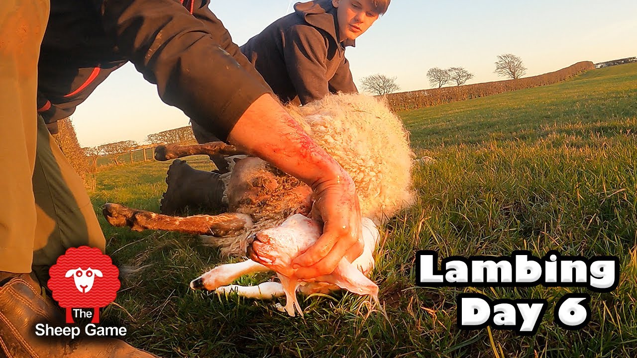 PROBLEM IN THE LAMBING SHED  |  Vlog 6 - Lambing 2021