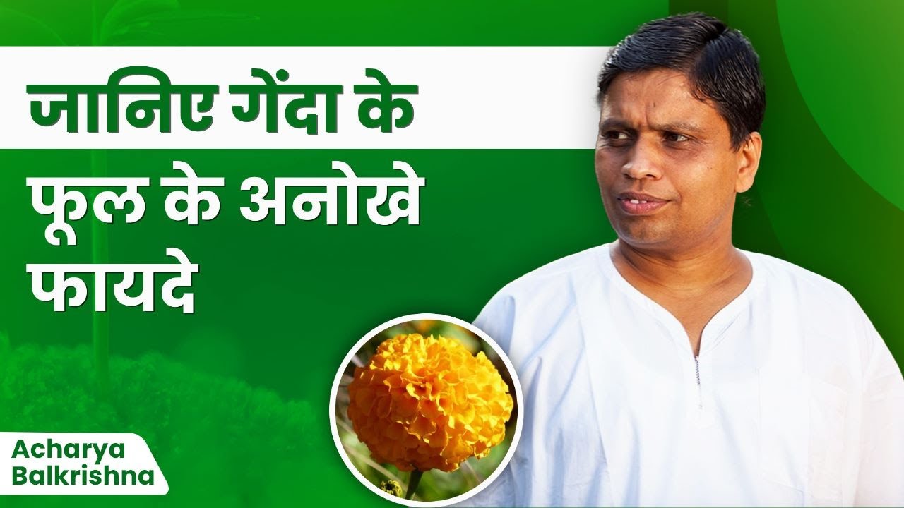 जानिए गेंदा के फूल के अनोखे फायदे || Acharya Balkrishna